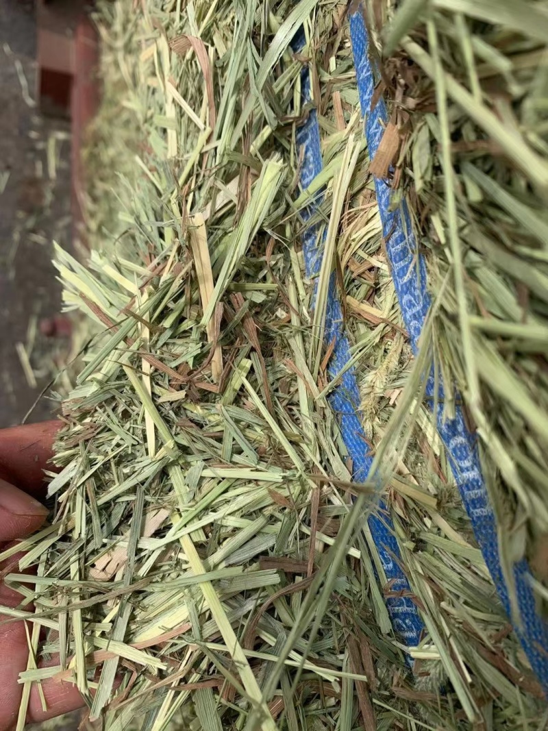 猫尾草批发提木西草提摩西草提木西草批发