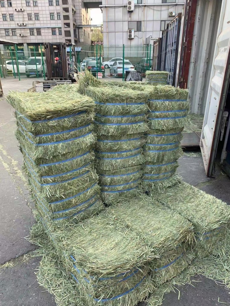 猫尾草批发提木西草提摩西草提木西草批发