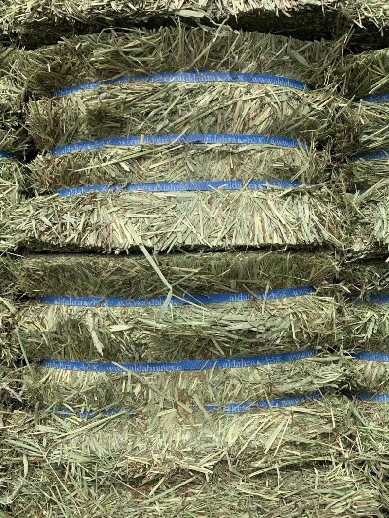 猫尾草批发提木西草提摩西草提木西草批发