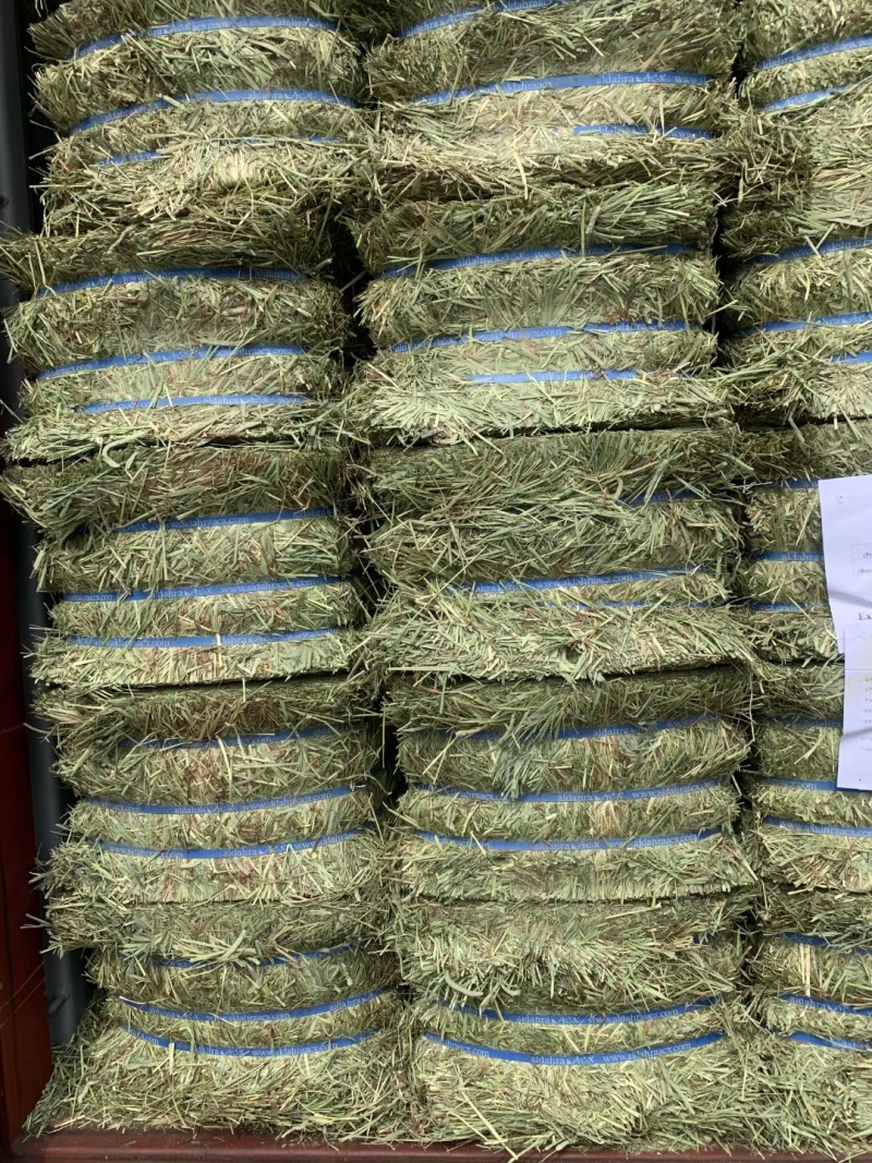猫尾草批发提木西草提摩西草提木西草批发