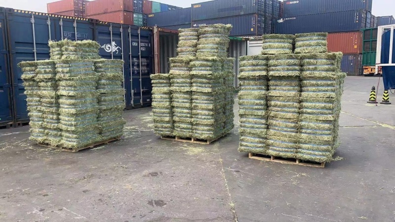 猫尾草批发提木西草提摩西草提木西草批发