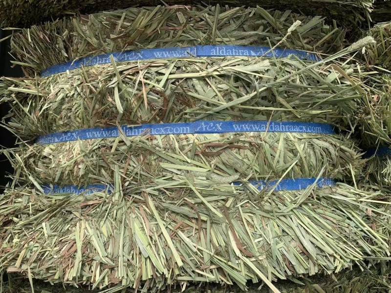 猫尾草批发提木西草提摩西草提木西草批发