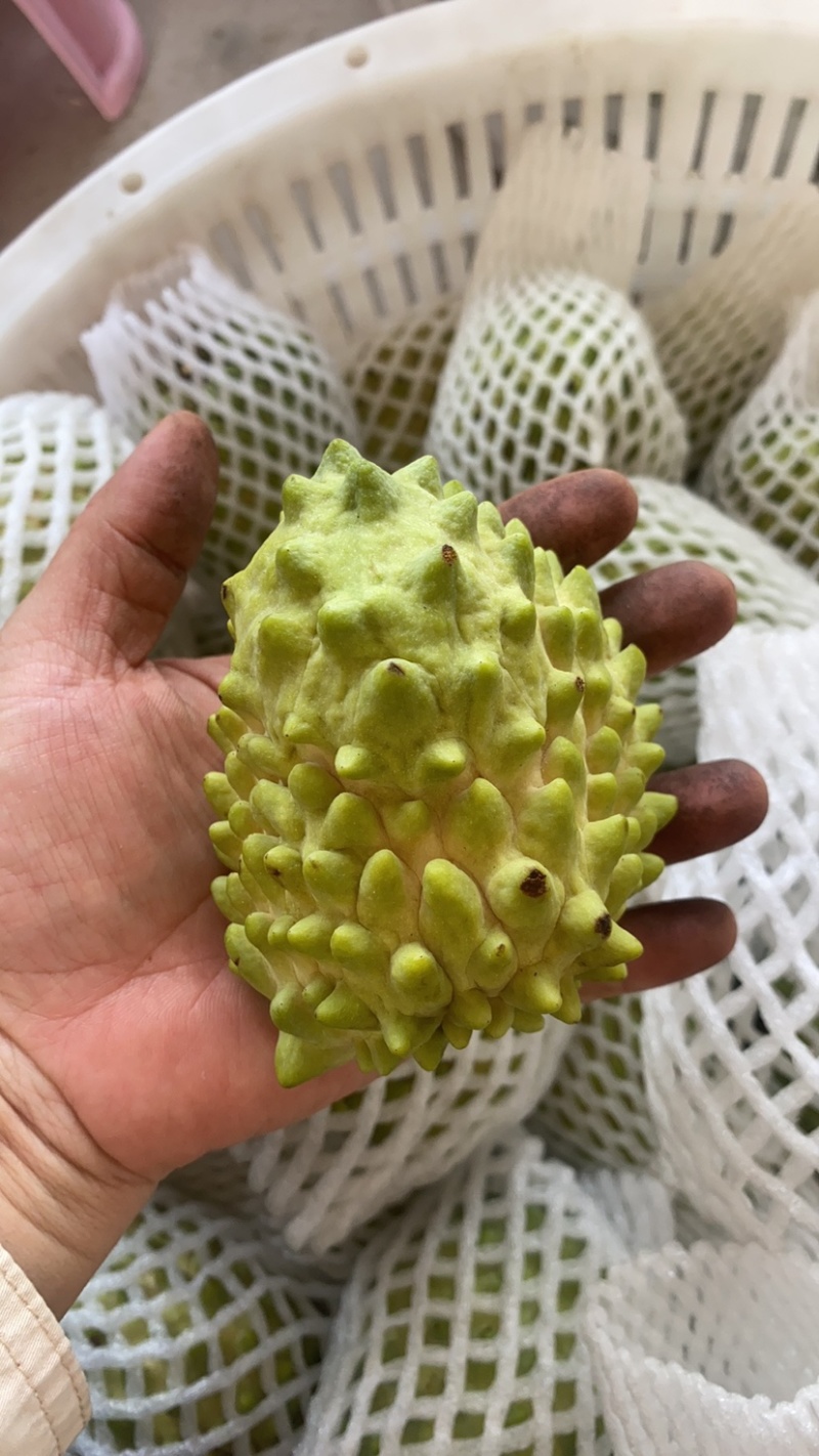自家果园种植凤梨释迦，17年老树