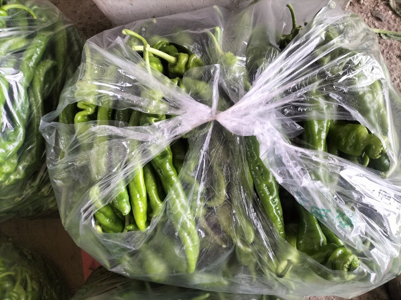 大量供应各种鲜辣椒，产地直供保质保量代购代发。