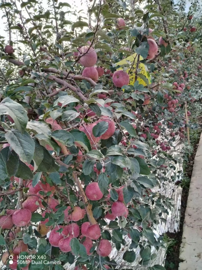 现货一件代发云南昭通丑苹果百亩基地货源充足实力代办
