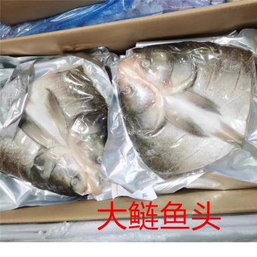 精品花鲢鱼头，大花鲢鱼头，胖头鱼，肉质细嫩肥美，欢迎订购