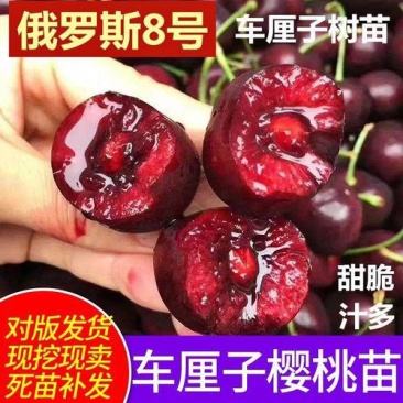 果园直发矮化车厘子大樱桃树苗俄罗斯8号美早结果早保真