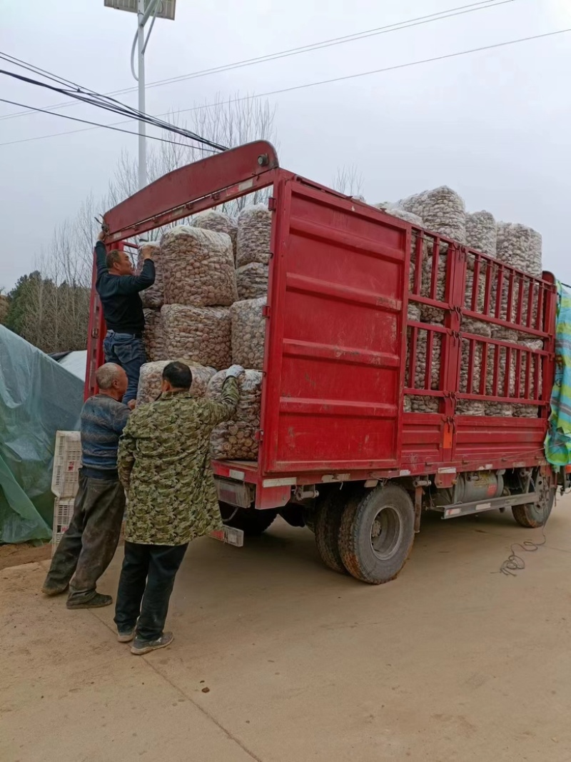 剪脚香菇，优质冬菇，基地直发，价格便宜