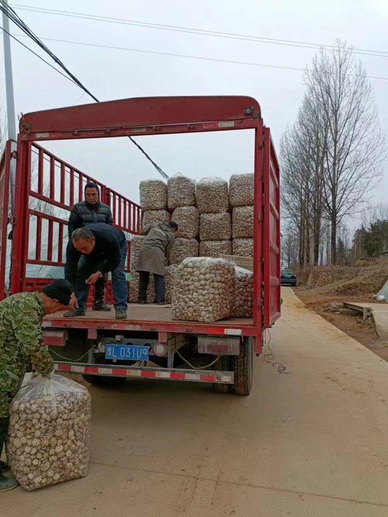 剪脚香菇，优质冬菇，基地直发，价格便宜