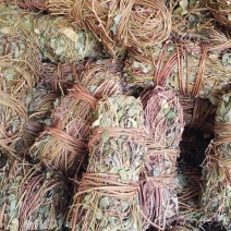 大叶小扎把鸡骨草中药批发一手货源量大忧惠