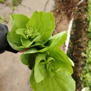 精品白菜苔，甜菜苔，水白菜苔，大量上市品质保证