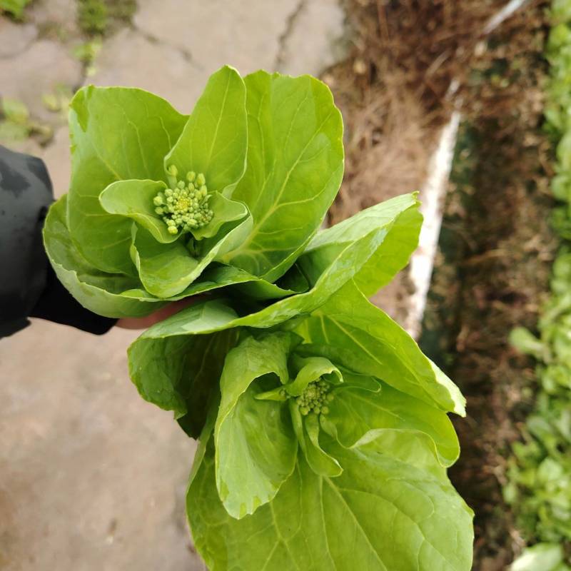精品白菜苔，甜菜苔，水白菜苔，大量上市品质保证