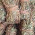 大叶小扎把鸡骨草中药批发一手货源量大忧惠