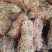 大叶小扎把鸡骨草中药批发一手货源量大忧惠