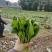 精品白菜苔，甜菜苔，水白菜苔，大量上市品质保证