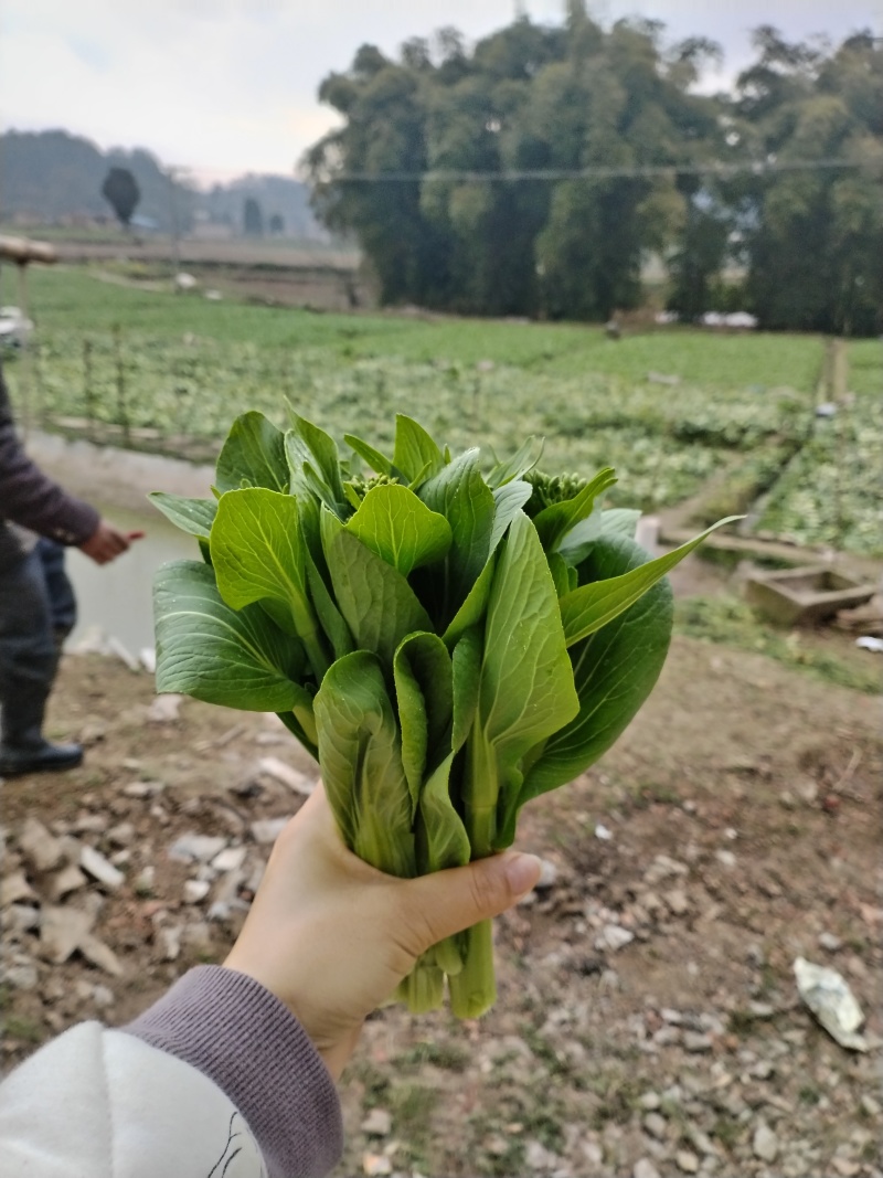 精品白菜苔，甜菜苔，水白菜苔，大量上市品质保证