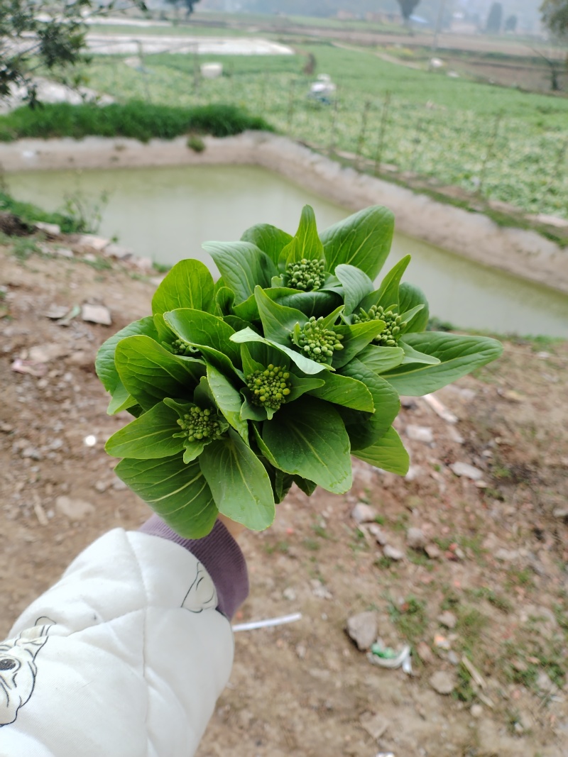精品白菜苔，甜菜苔，水白菜苔，大量上市品质保证