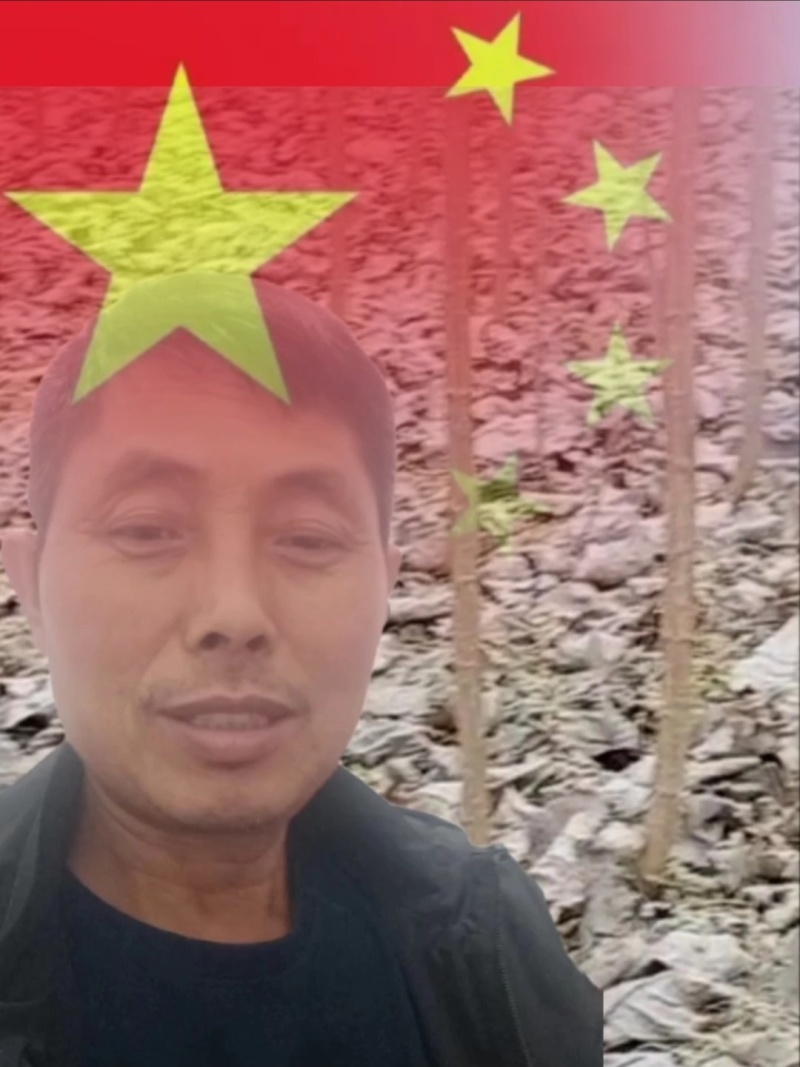 南林3804，南林3412无絮速生新品种杨树苗。