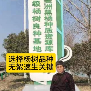 南林3804，南林3412无絮速生新品种杨树苗。