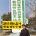南林3804，南林3412无絮速生新品种杨树苗。