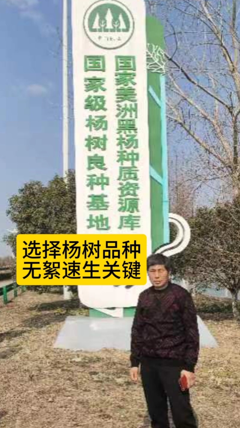 南林3804，南林3412无絮速生新品种杨树苗。