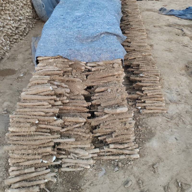精品麻山药/可视频看货/货源充足/可供超市电商/批发市场
