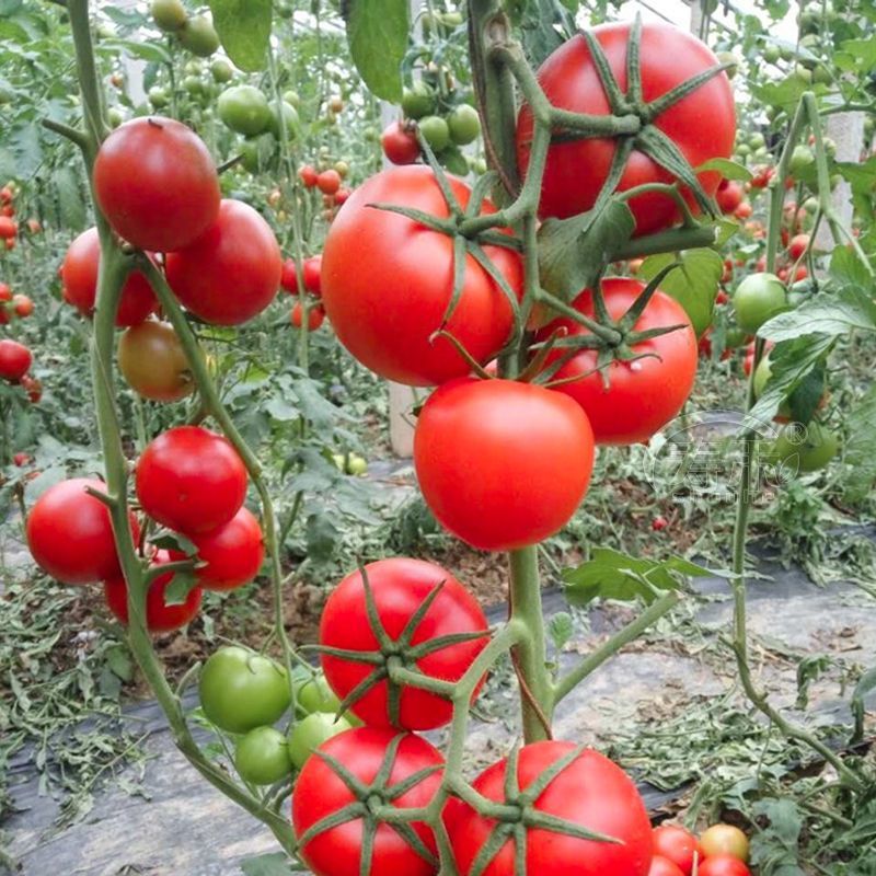 农歌520正宗粉红番茄种子无限生长型中早熟高产抗病性强