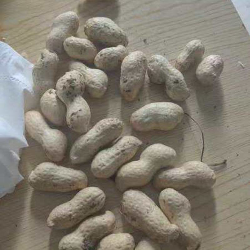湿地鲜花生