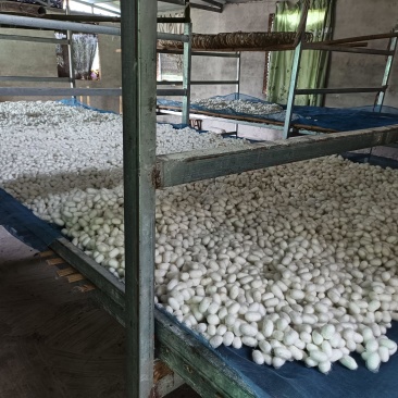 鲜蚕茧，大量有货