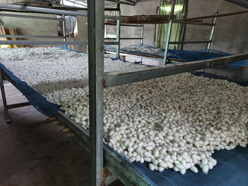 鲜蚕茧，大量有货