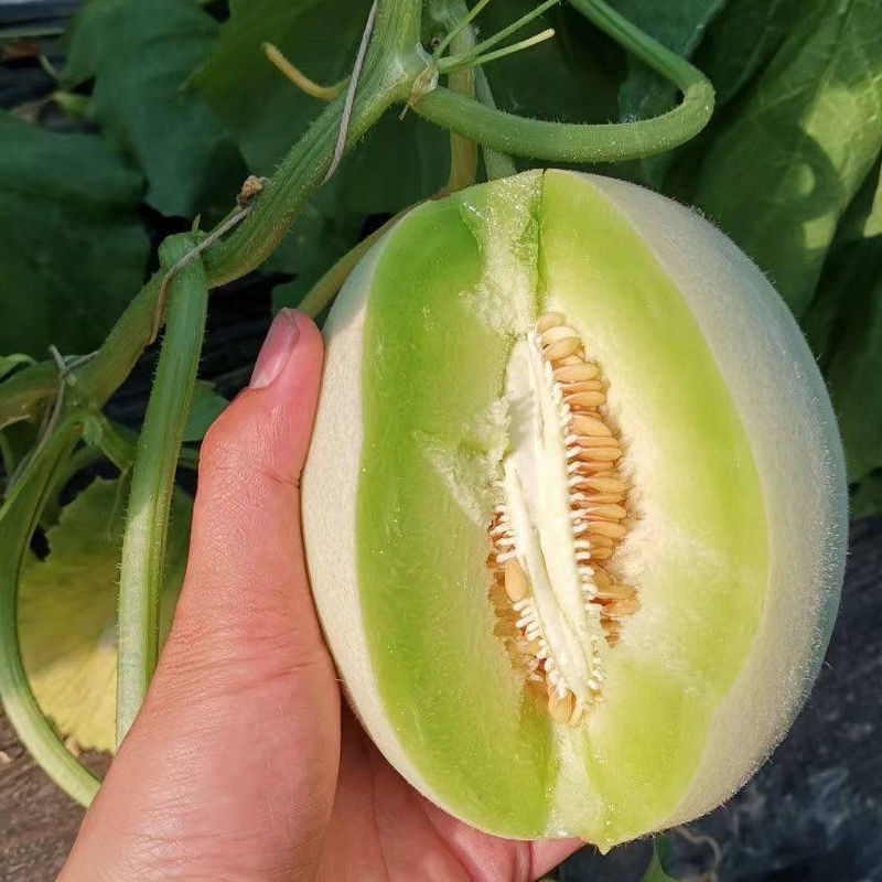银翠蜜玉姑甜瓜种子籽高端玉菇白皮绿肉软糯香甜冰淇淋蜜瓜