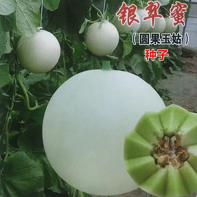 银翠蜜玉姑甜瓜种子籽高端玉菇白皮绿肉软糯香甜冰淇淋蜜瓜