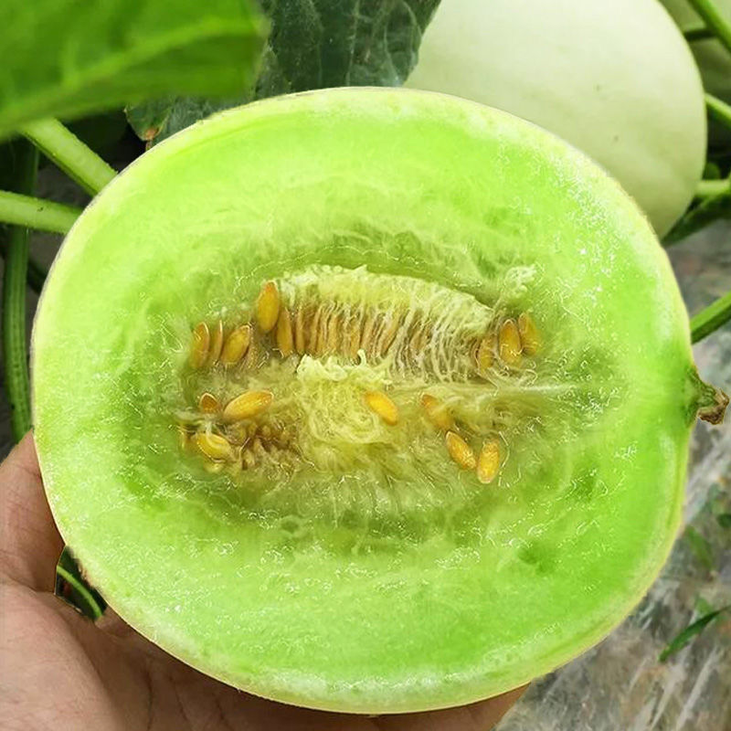 银翠蜜玉姑甜瓜种子籽高端玉菇白皮绿肉软糯香甜冰淇淋蜜瓜