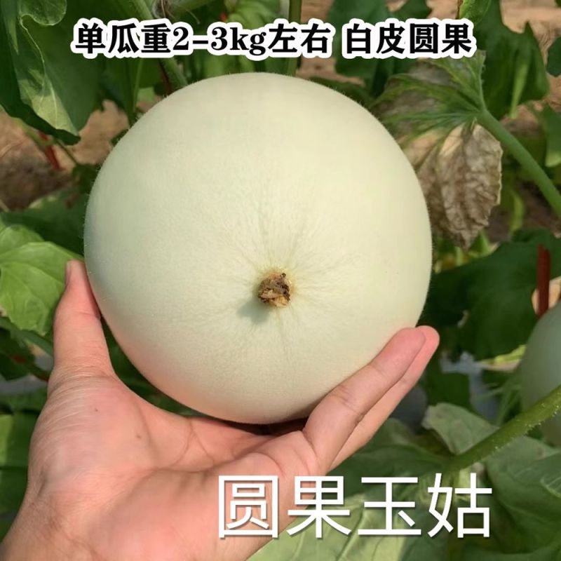 银翠蜜玉姑甜瓜种子籽高端玉菇白皮绿肉软糯香甜冰淇淋蜜瓜