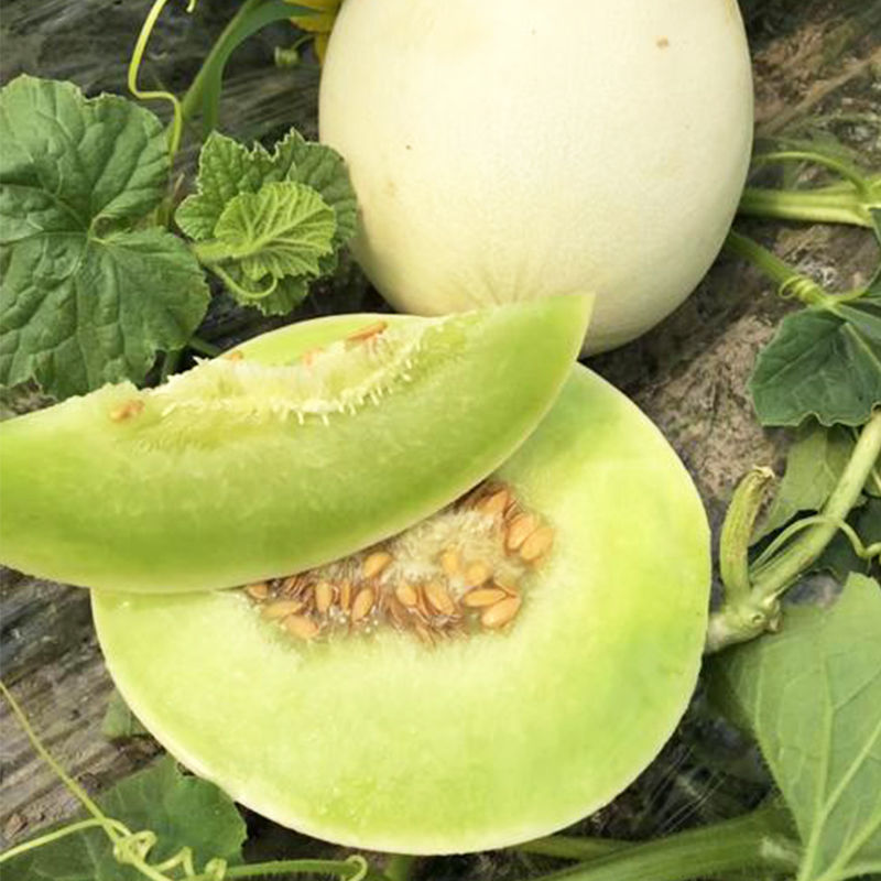 银翠蜜玉姑甜瓜种子籽高端玉菇白皮绿肉软糯香甜冰淇淋蜜瓜