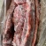 【热卖推荐】满肉大羊羊蝎子，物美质优，一手货源