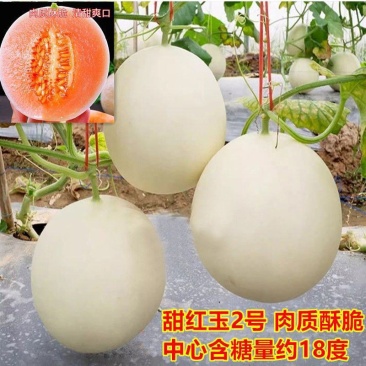 甜红玉2号甜瓜种子早熟清甜酥脆含糖量高超甜优质白皮红肉甜