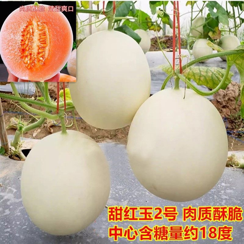 甜红玉2号甜瓜种子早熟清甜酥脆含糖量高超甜优质白皮红肉甜
