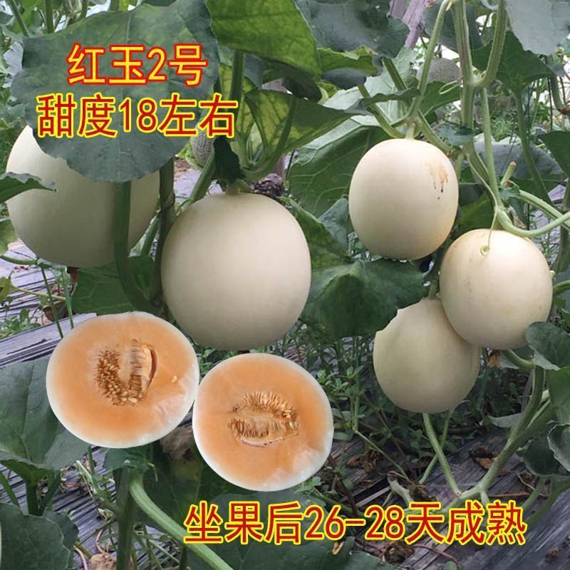 甜红玉2号甜瓜种子早熟清甜酥脆含糖量高超甜优质白皮红肉甜