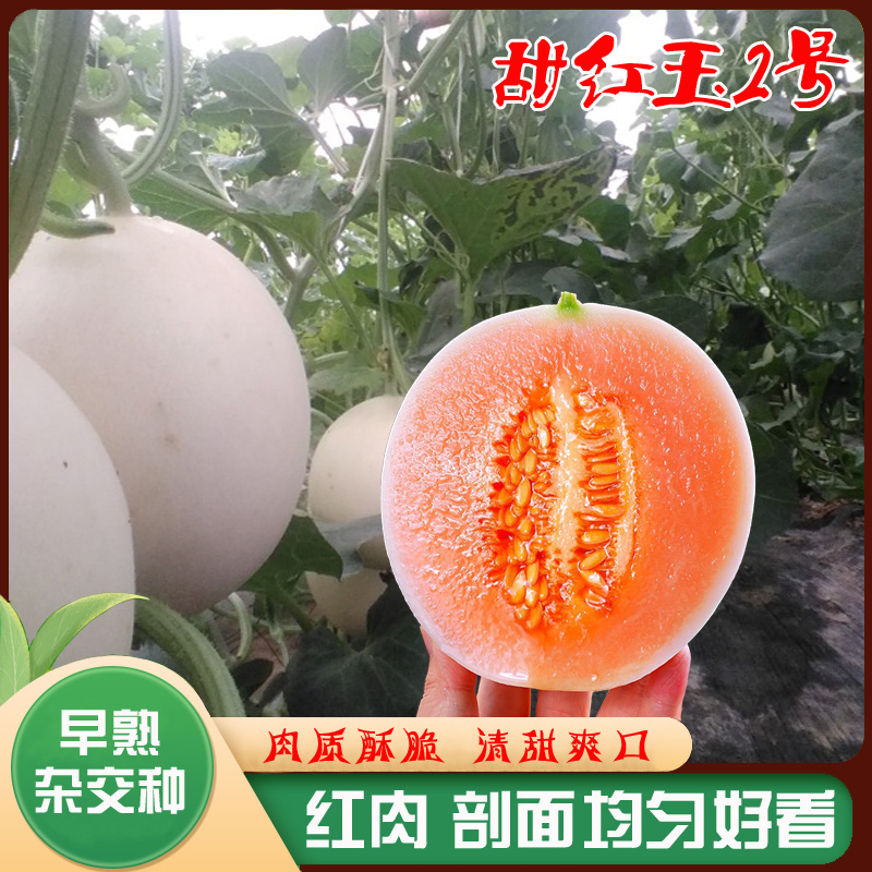 甜红玉2号甜瓜种子早熟清甜酥脆含糖量高超甜优质白皮红肉甜