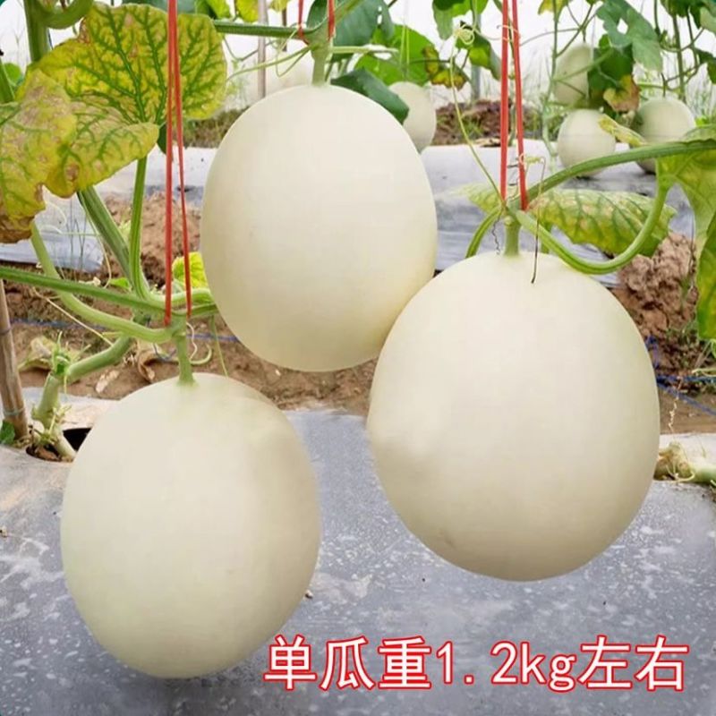 甜红玉2号甜瓜种子早熟清甜酥脆含糖量高超甜优质白皮红肉甜