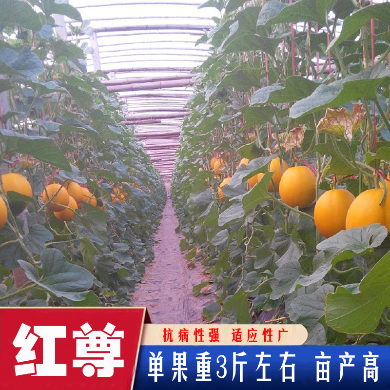 红尊甜瓜种子中熟黄皮白肉甜瓜种籽果实高圆高糖肉质柔脆