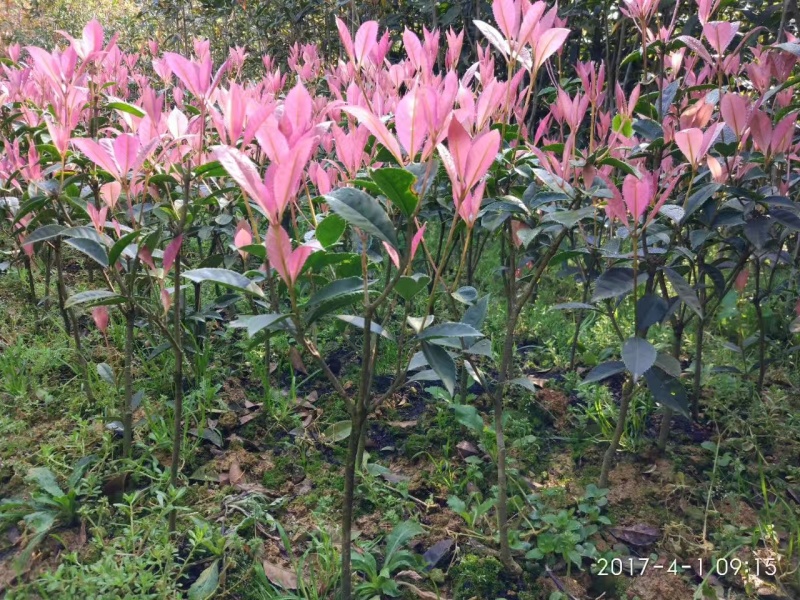 珍珠彩叶桂树苗庭院绿化苗木四季不落叶观叶桂花小苗室外包邮