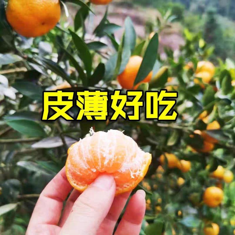 南丰蜜桔一手货源现货现发有出口资质对接海外欢迎咨