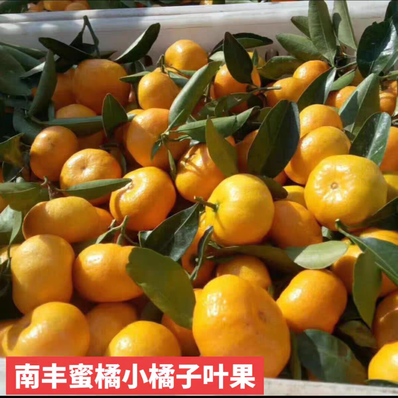 南丰蜜桔一手货源现货现发有出口资质对接海外欢迎咨