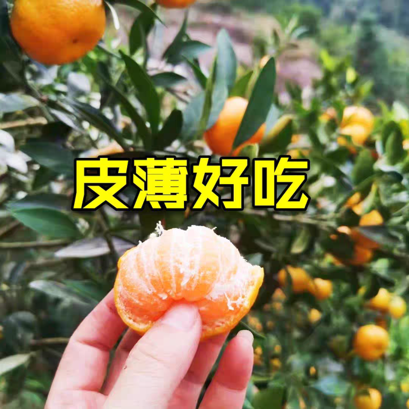 南丰蜜桔一手货源现货现发有出口资质对接海外欢迎咨