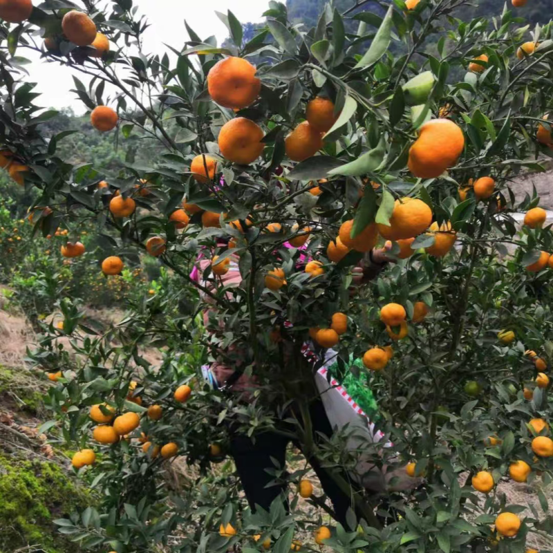 南丰蜜桔一手货源现货现发有出口资质对接海外欢迎咨