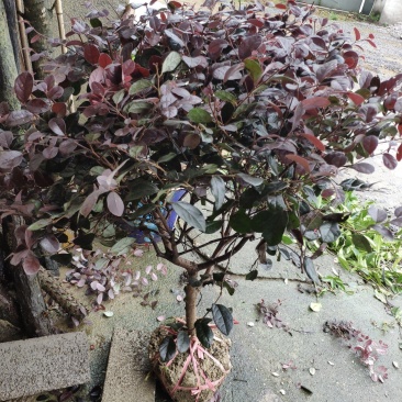 红继木球城市校园花坛绿化四季常青红花继木造型小树球形盆景