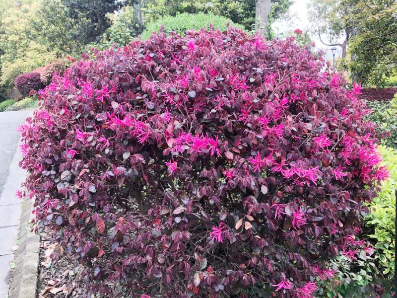 红继木球城市校园花坛绿化四季常青红花继木造型小树球形盆景