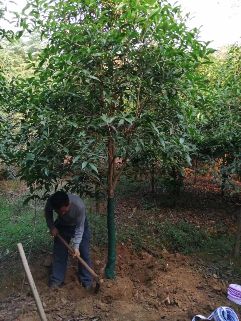 金桂桂花树大树庭院树绿化工程大型八月桂浓香型原生室外开花